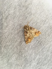 Calyptis