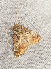 Calyptis