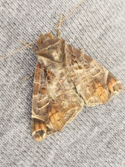 Calyptis