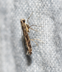Neurobathra strigifinitella
