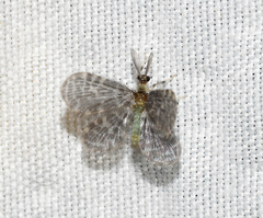 Nallachius americanus