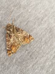 Calyptis