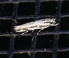 Melanocinclis lineigera