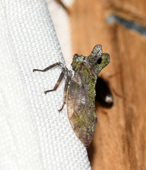 Microcentrus perditus