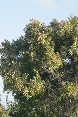 Ptaeroxylon obliquum