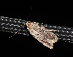 Chionodes pereyra