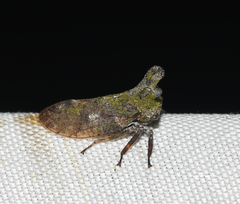 Microcentrus perditus