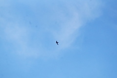 Streptoprocne zonaris