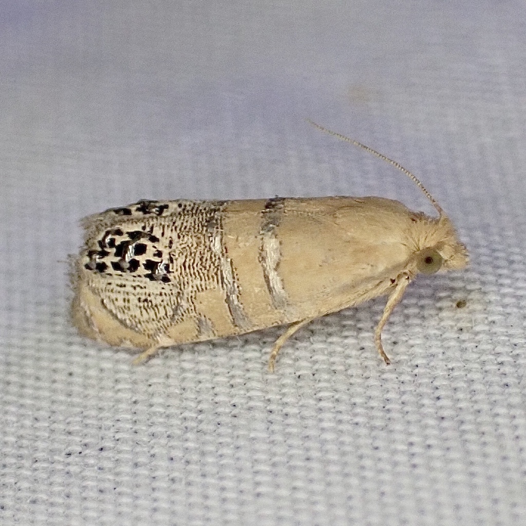 Pelochrista fraudabilis