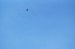 Streptoprocne zonaris