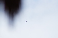 Streptoprocne zonaris