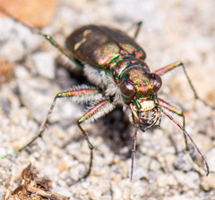 Cicindela depressula
