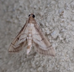 Marasmia trapezalis