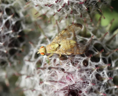 Terellia tussilaginis