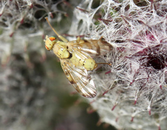 Terellia tussilaginis