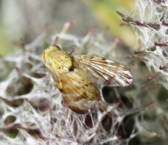 Terellia tussilaginis