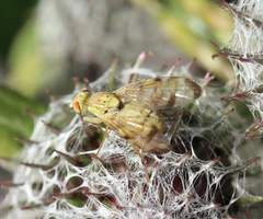 Terellia tussilaginis