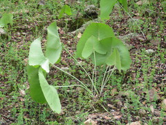 Psacalium cronquistiorum