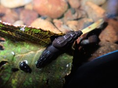 Juga plicifera