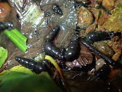 Juga plicifera