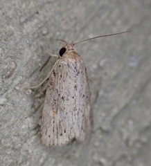 Catabenoides