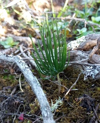 Eriospermum proliferum