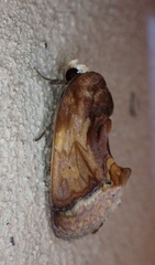 Gonodonta nitidimacula