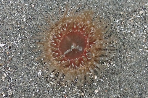 Moonglow Anemone, photo 7 of 10