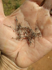 Pectocarya linearis ferocula