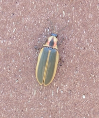 Pyractomena angulata