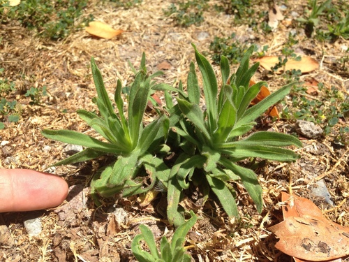 Chile Tarweed seedling