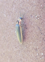 Pyractomena angulata