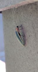 Pyractomena angulata