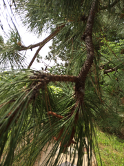 Pinus sabiniana