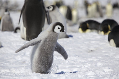 Emperor Penguin, photo 4 of 7