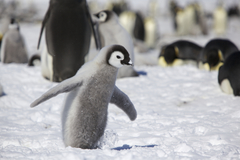 Emperor Penguin photo 4