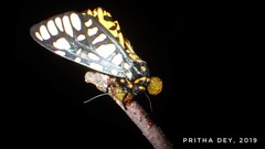 Aglaomorpha plagiata