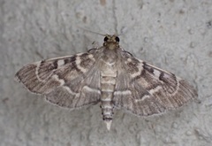 Cryptobotys zoilusalis
