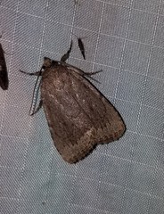 Amphipyra glabella