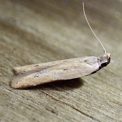 Mesophleps adustipennis