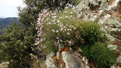Dianthus pyrenaicus attenuatus