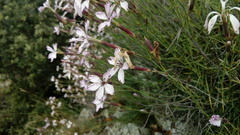 Dianthus pyrenaicus attenuatus