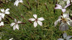 Dianthus pyrenaicus attenuatus