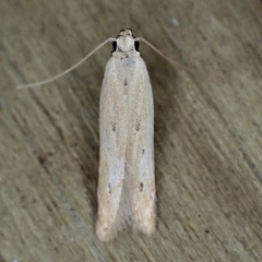 Mesophleps adustipennis