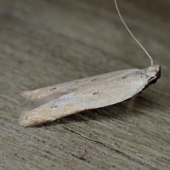 Mesophleps adustipennis