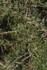 Azima tetracantha