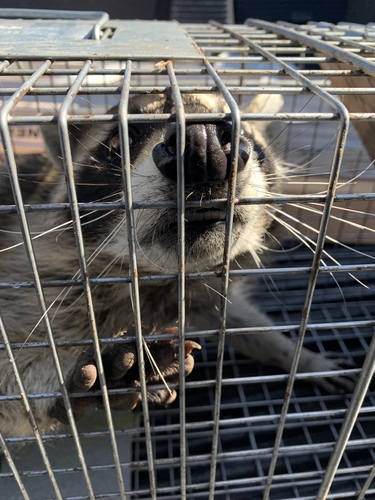 Common Raccoon photographed in New Mexico