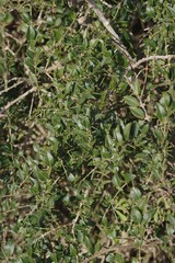 Azima tetracantha