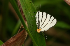 Arawacus leucogyna