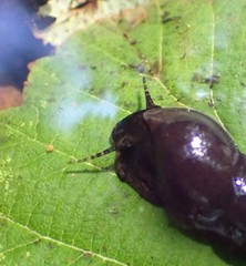 Juga plicifera